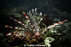 Lion Fish taken with olympus pen E-PL1 with sea&sea YS-110a by Yudhie Pratama 